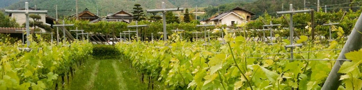 日川中央葡萄酒 大地の恵みを感動に結びつけるLiaisonワイン
